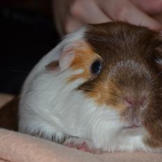 Marsvin Cleopatra Von Holt / Glathåret satinbærer