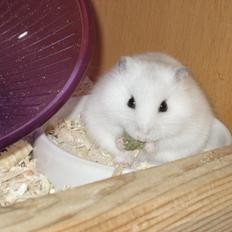 Dværghamster Trille - R.I.P :'(