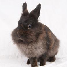 Kanin Testa Di Leone |Tas|