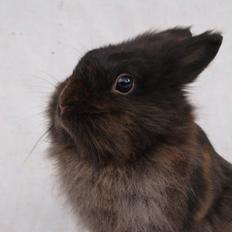 Kanin Testa Di Leone |Tas|