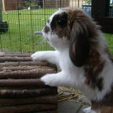 Kanin | Cookie | Dværgvædder/løvehoved