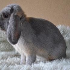 Kanin *Stald Murphys Akela*