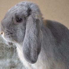 Kanin *Stald Murphys Akela*