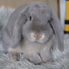 Kanin *Stald Murphys Akela*