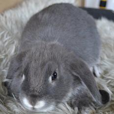 Kanin *Stald Friis Sunil*