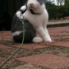 Kanin - ALOs Exploring Blast Takes The Lead *Ellie*