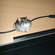 Dværghamster Fede Dorit