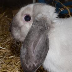 Kanin Albert **R.I.P **