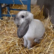 Kanin Albert **R.I.P **