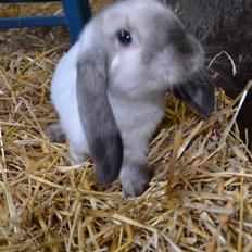 Kanin Albert **R.I.P **