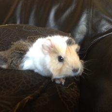 Marsvin Tackmanns Artemis