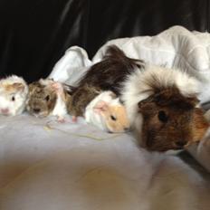 Marsvin Tackmanns Artemis