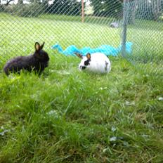 Kanin Cirkeline *DØD* R.I.P