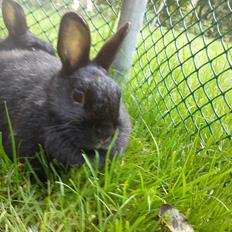 Kanin Cirkeline *DØD* R.I.P