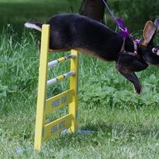 Kanin Elmely Queen Shakira Af Stald Mølgaard