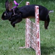 Kanin Elmely Queen Shakira Af Stald Mølgaard