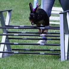 Kanin Elmely Queen Shakira Af Stald Mølgaard