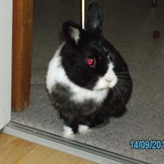 Kanin Messi død savnet