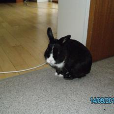 Kanin Messi død savnet