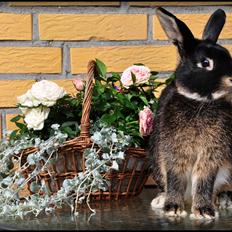 Kanin |Kaninbandens Playmate