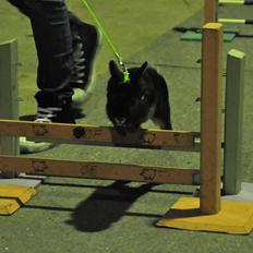 Kanin |Kaninbandens Playmate