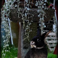 Kanin |Kaninbandens Playmate