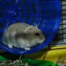 Dværghamster Shorti