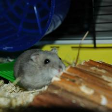 Dværghamster Shorti