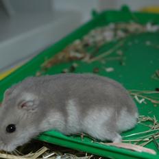 Dværghamster Shorti