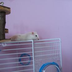 Hamster Nuser .R.I.P.
