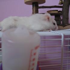 Hamster Nuser .R.I.P.