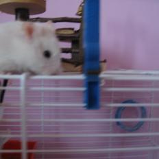 Hamster Nuser .R.I.P.