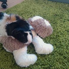 Marsvin Punpo      R.I.P