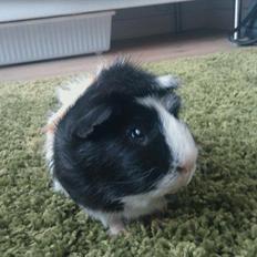 Marsvin Punpo      R.I.P