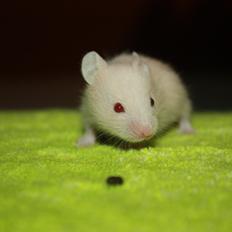 Hamster Grisling - Grisen