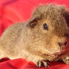 Marsvin Costalinkas LAURA