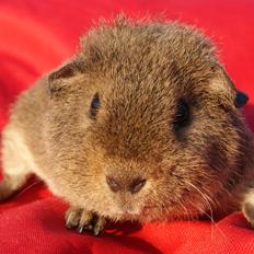 Marsvin Costalinkas LAURA