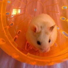 Hamster Snebold<3