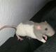 Tamrotte Mickey