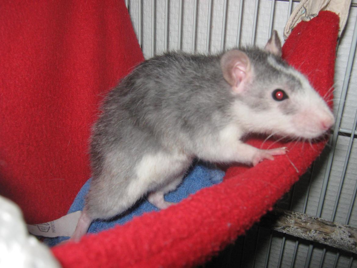 Tamrotte Soffi billede 10