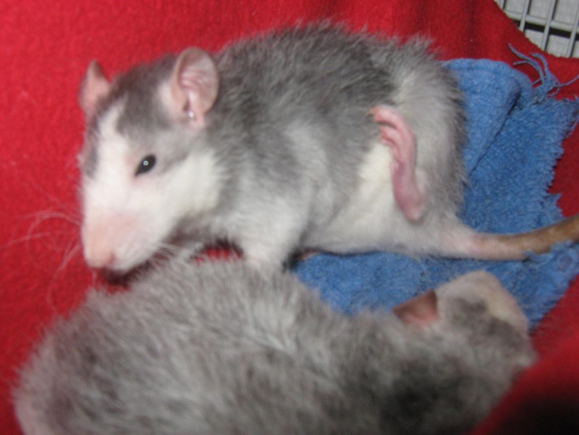 Tamrotte Soffi billede 11