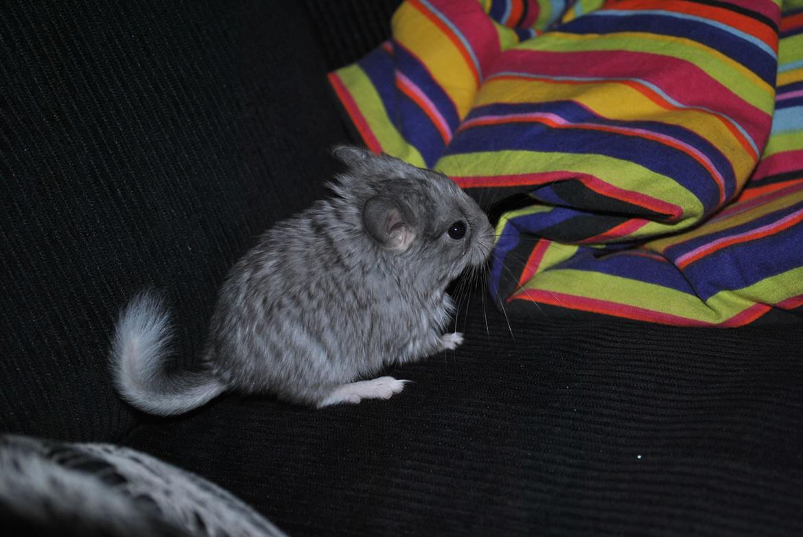 Chinchilla Bib - Dag 16 billede 13