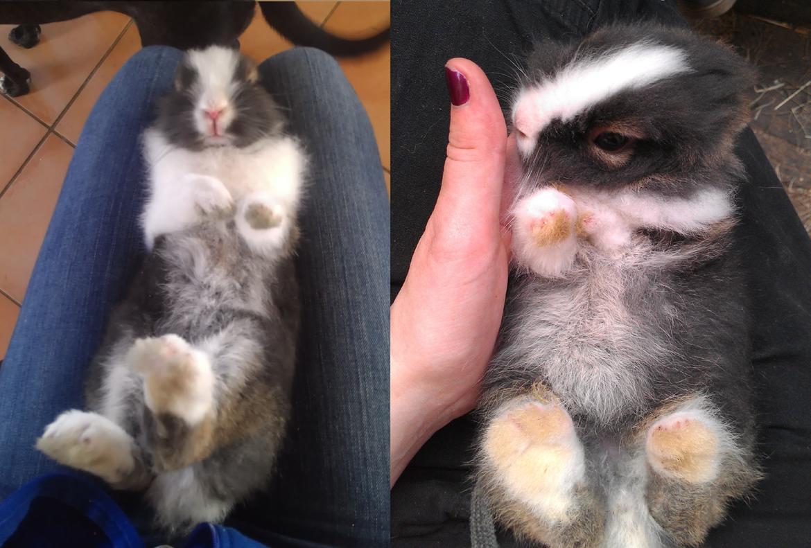 Kanin Pjerrot R.I.P - Man er vel vokset lidt :p billede 13