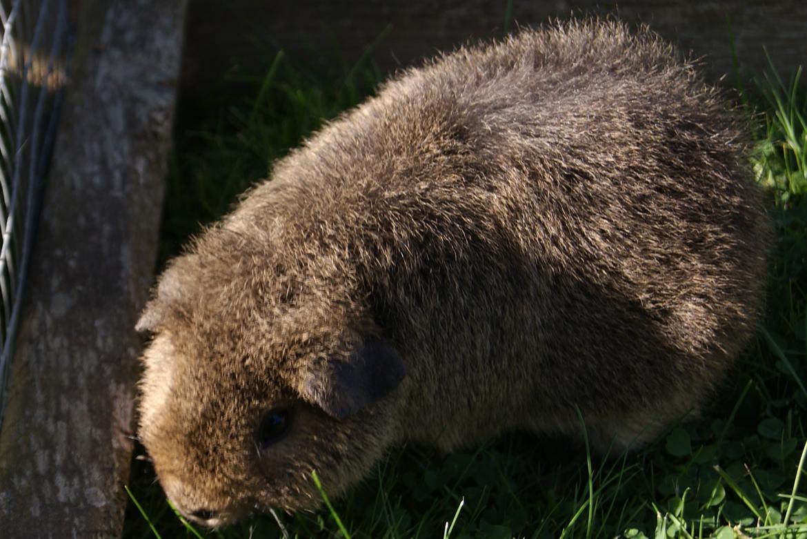Marsvin Costalinkas LAURA - 20120827 Sensommergræs  billede 6
