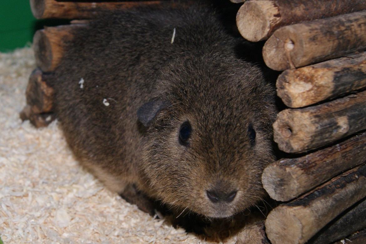 Marsvin Costalinkas LAURA - 20120827 Sensommergræs  billede 5