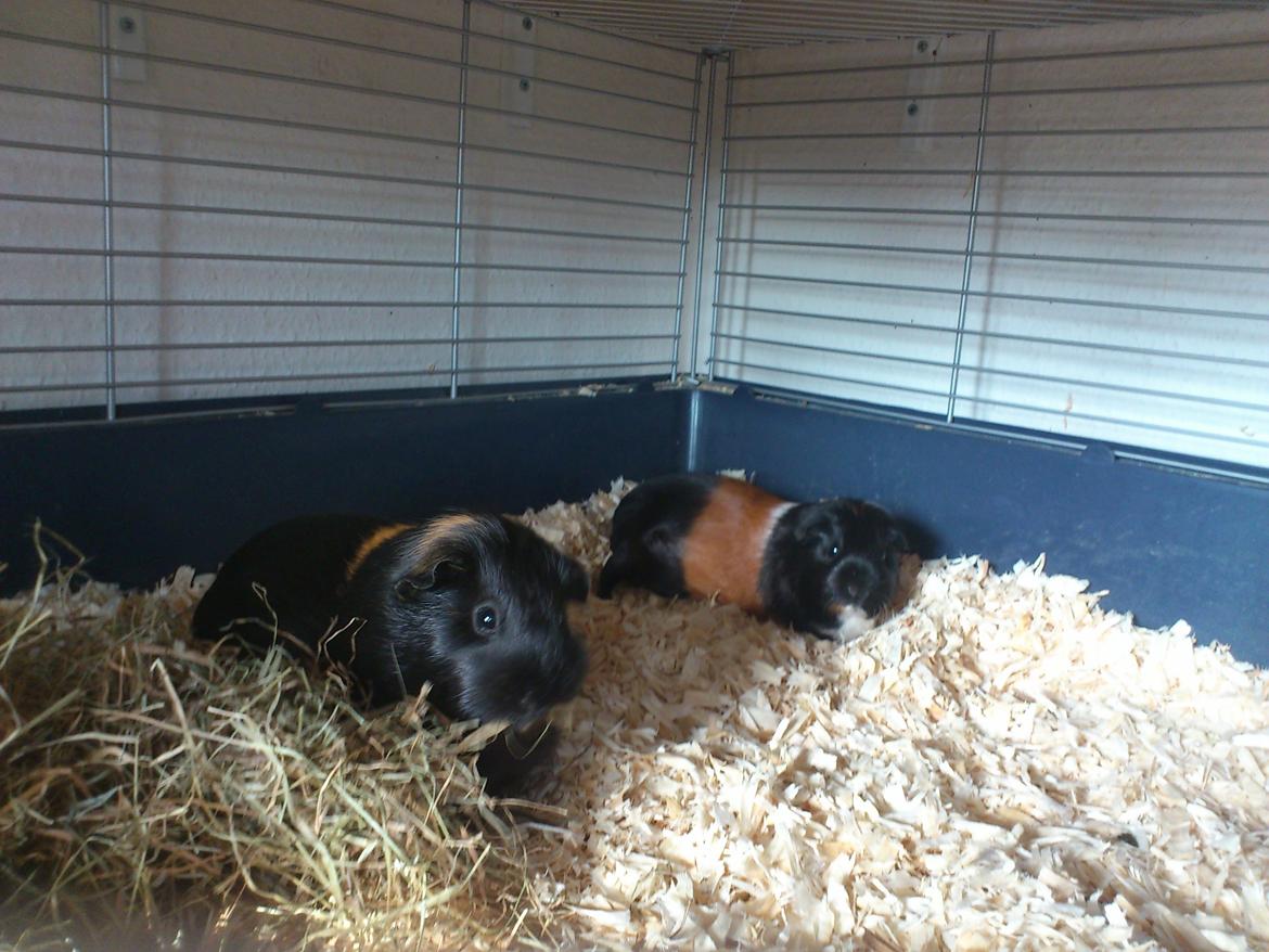 Marsvin Bella billede 6