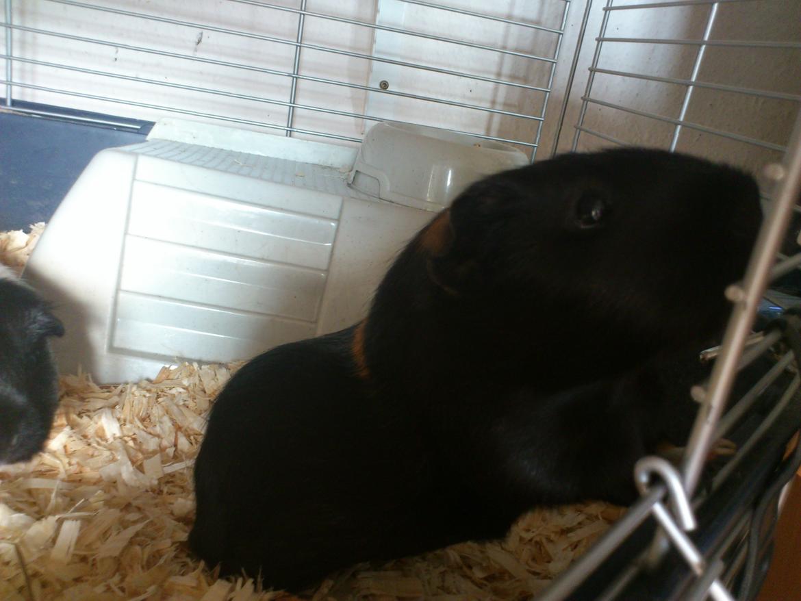 Marsvin Bella billede 7