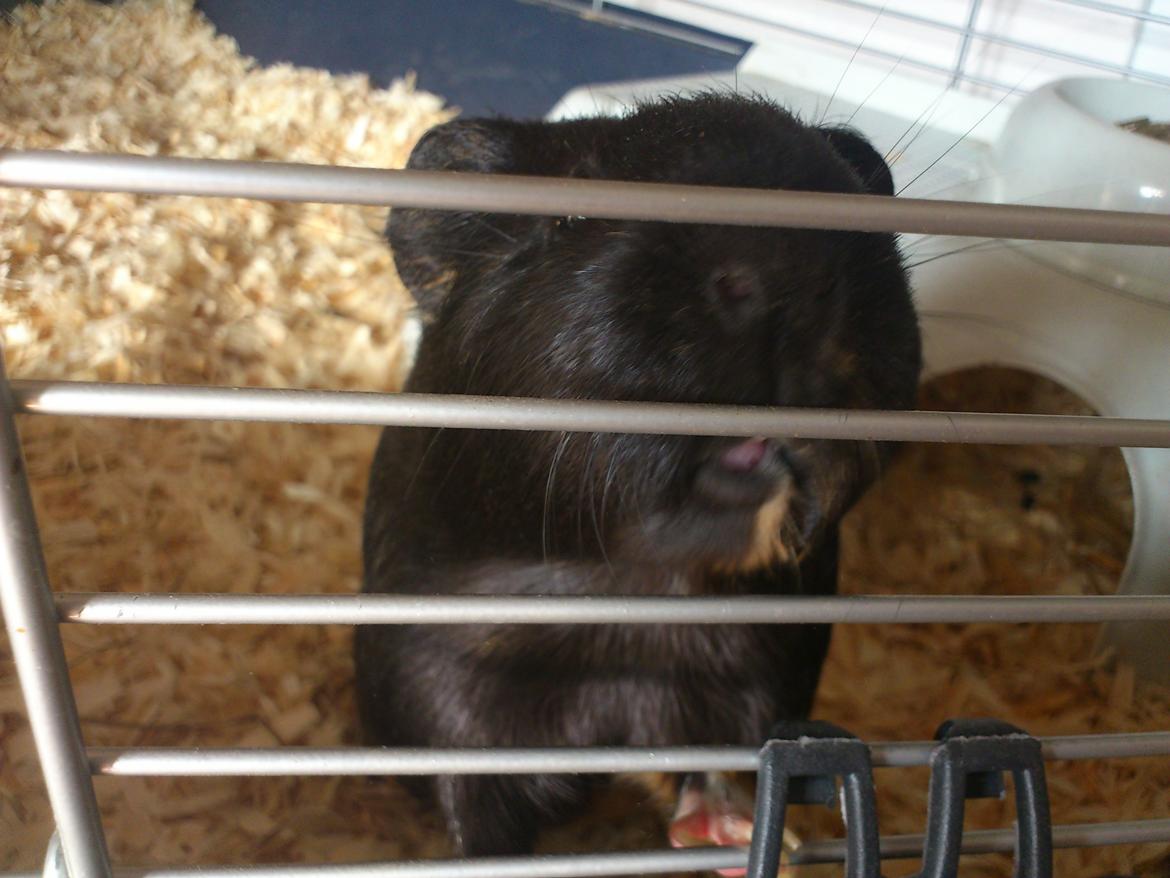 Marsvin Bella billede 8