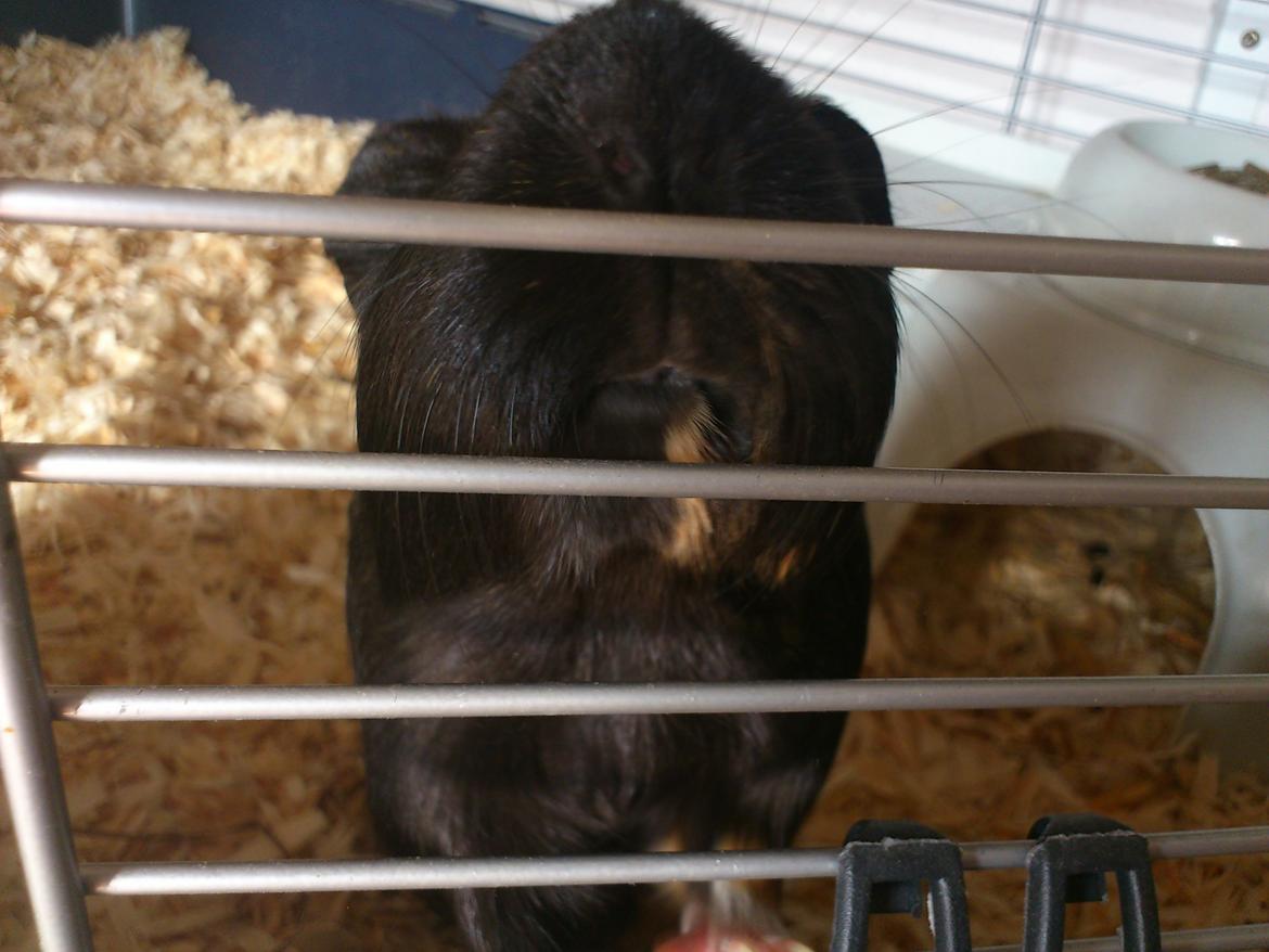 Marsvin Bella billede 9