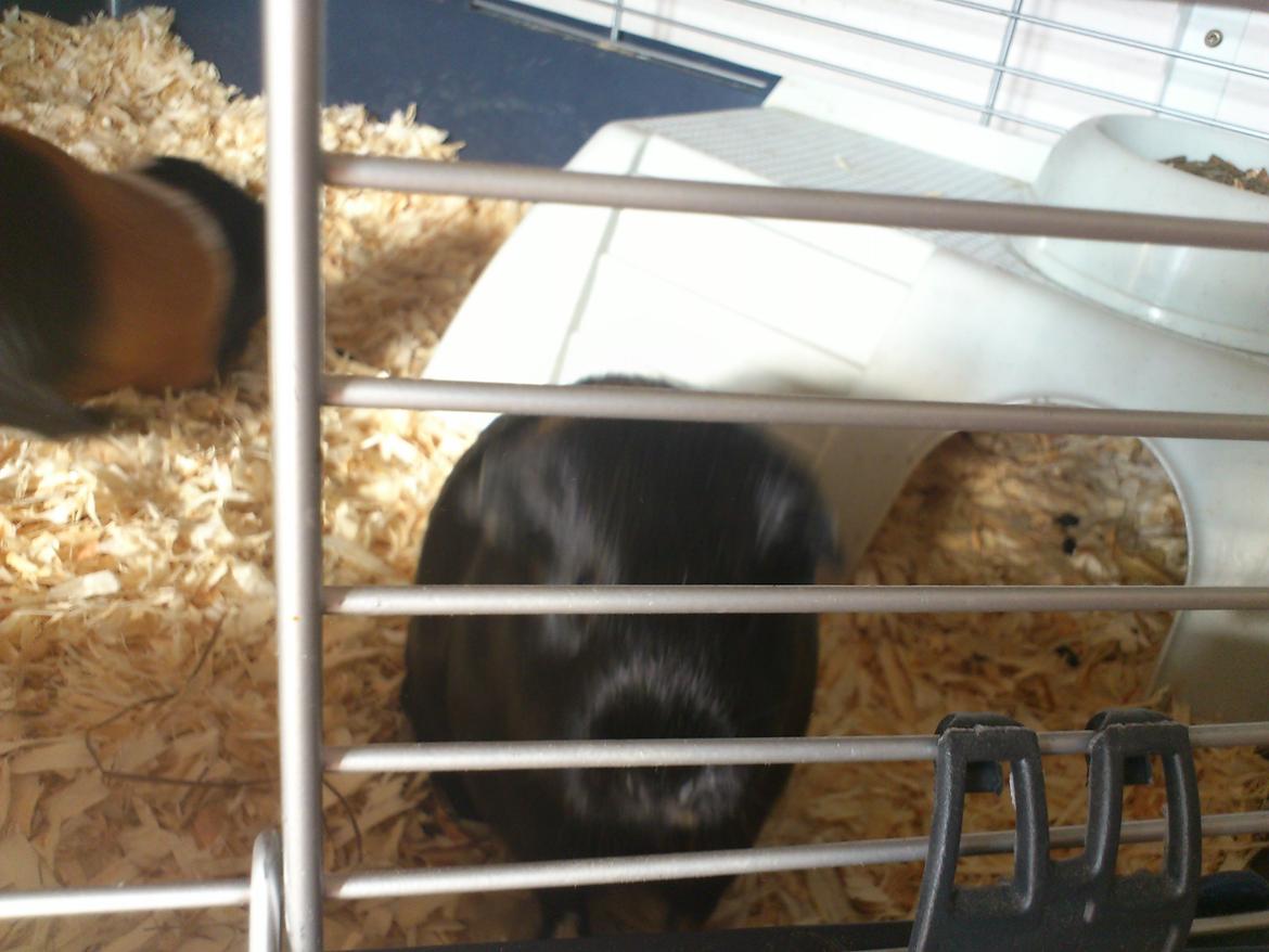 Marsvin Bella billede 10